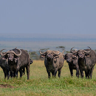 Ol Pejeta - African buffalos